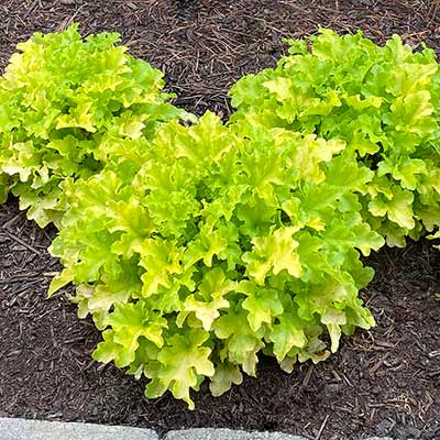 Heuchera 'Lime Ruffles'