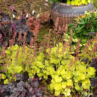 Heuchera NORTHERN EXPOSURE™ 'Lime'