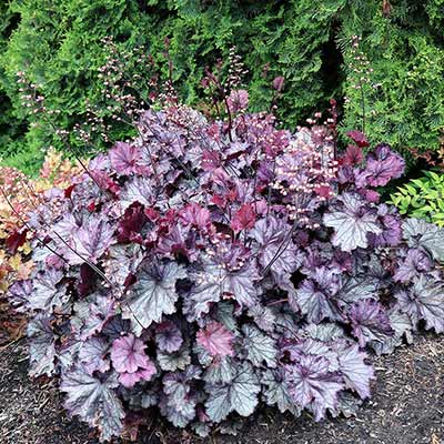 Heuchera NORTHERN EXPOSURE™ 'Purple'