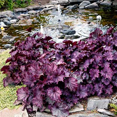 Heuchera NORTHERN EXPOSURE™ 'Purple'