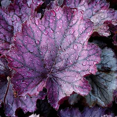 Heuchera NORTHERN EXPOSURE™ 'Purple'