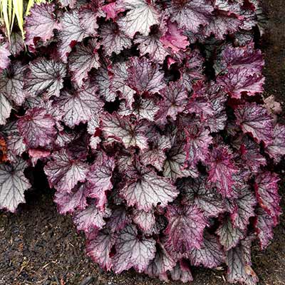 Heuchera NORTHERN EXPOSURE™ 'Purple'