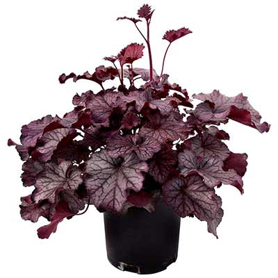 Heuchera NORTHERN EXPOSURE™ 'Purple'