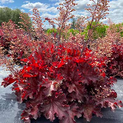 Heuchera 'Ruby Tuesday'