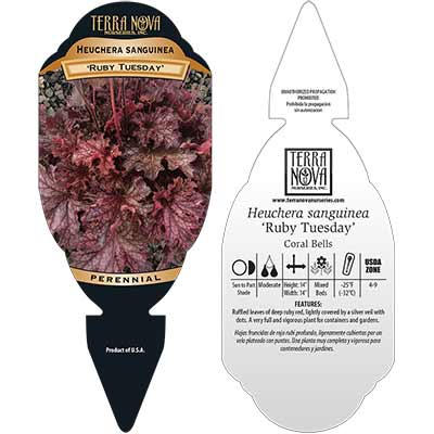 Heuchera 'Ruby Tuesday' - Tag