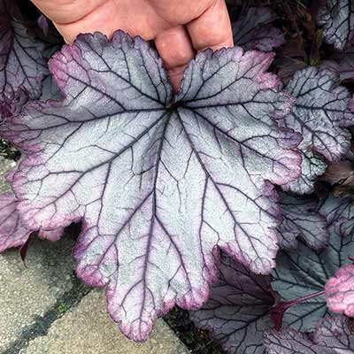 Heuchera 'Spellbound'