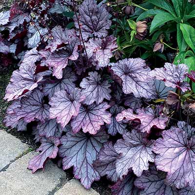 Heuchera 'Spellbound'