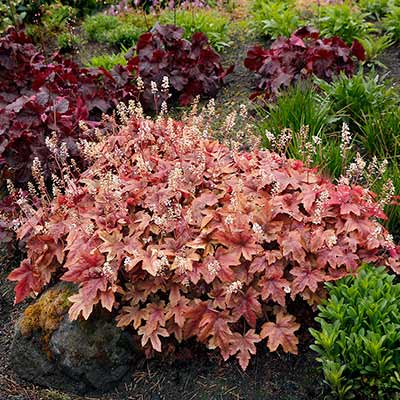 Heucherella 'Brass Lantern'