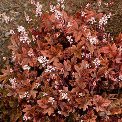 Heucherella 'Brass Lantern'