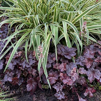 Heucherella 'Onyx'