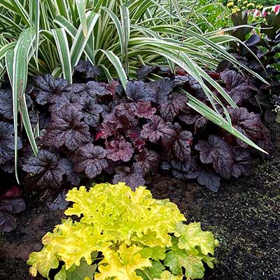 Heucherella 'Onyx'