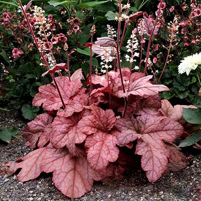 Heucherella 'Peach Tea'