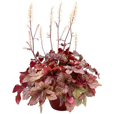 Heucherella 'Peach Tea'