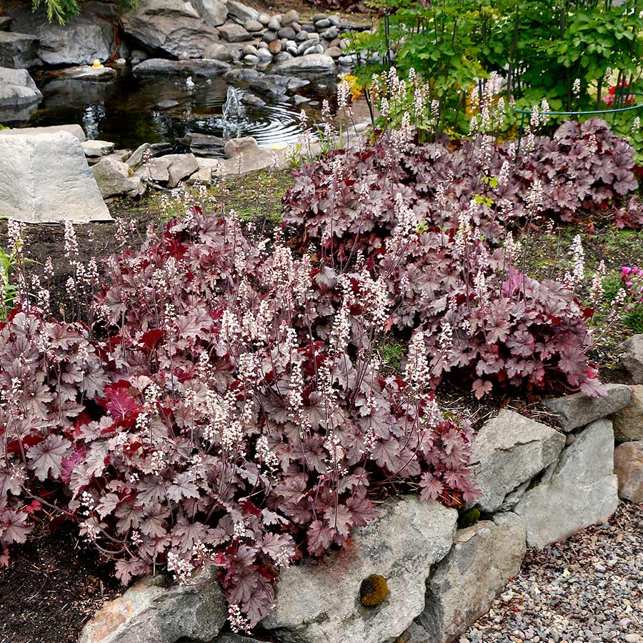 Heucherella 'Plum Cascade'