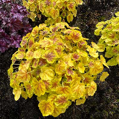 Heucherella 'Solar Power'