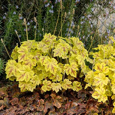 Heucherella 'Solar Power'