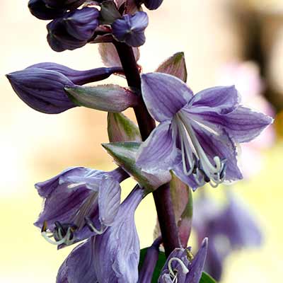 Hosta 'Raspberry Sundae'