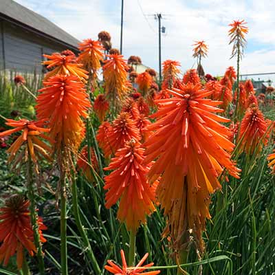 Kniphofia 'Fire Glow'