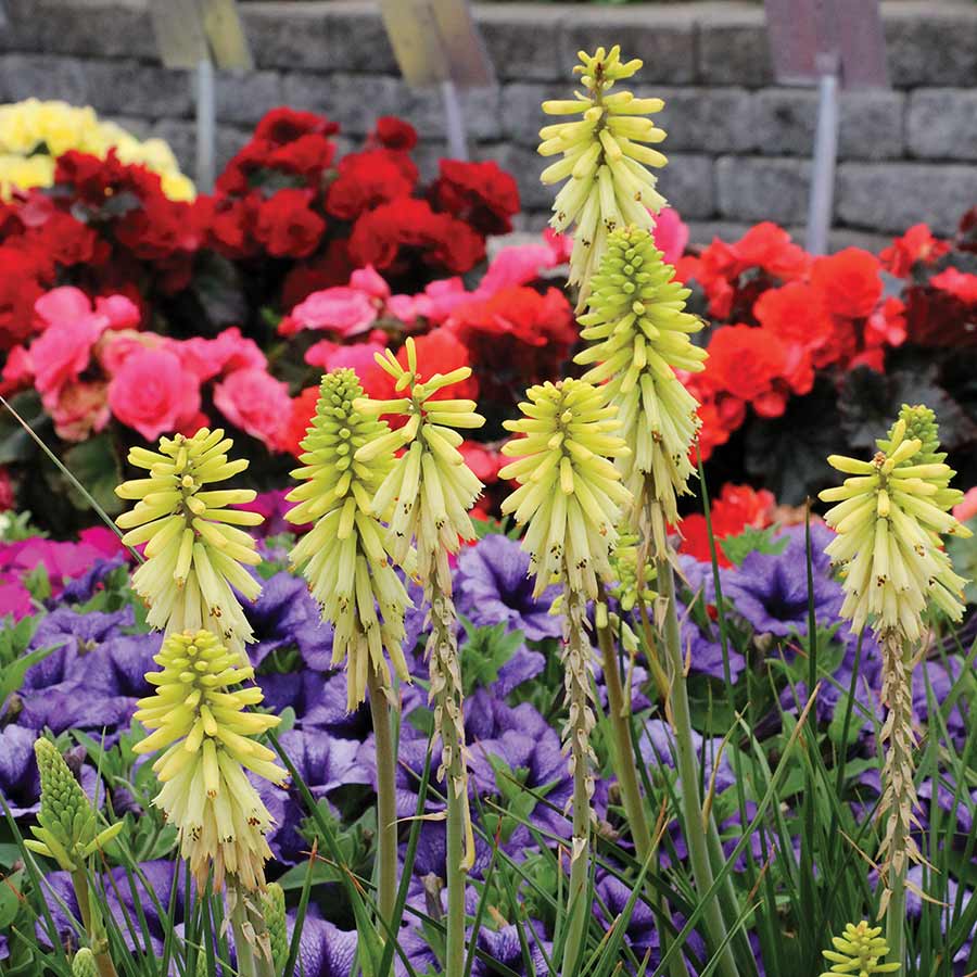 Kniphofia POCO™ 'Citron'