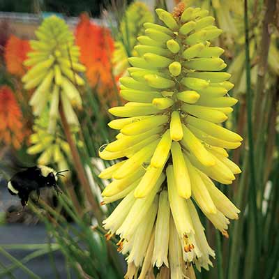 Kniphofia POCO™ 'Citron'