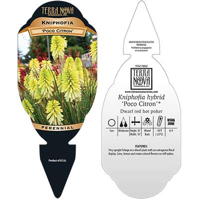 Kniphofia POCO™ 'Citron' - Tag