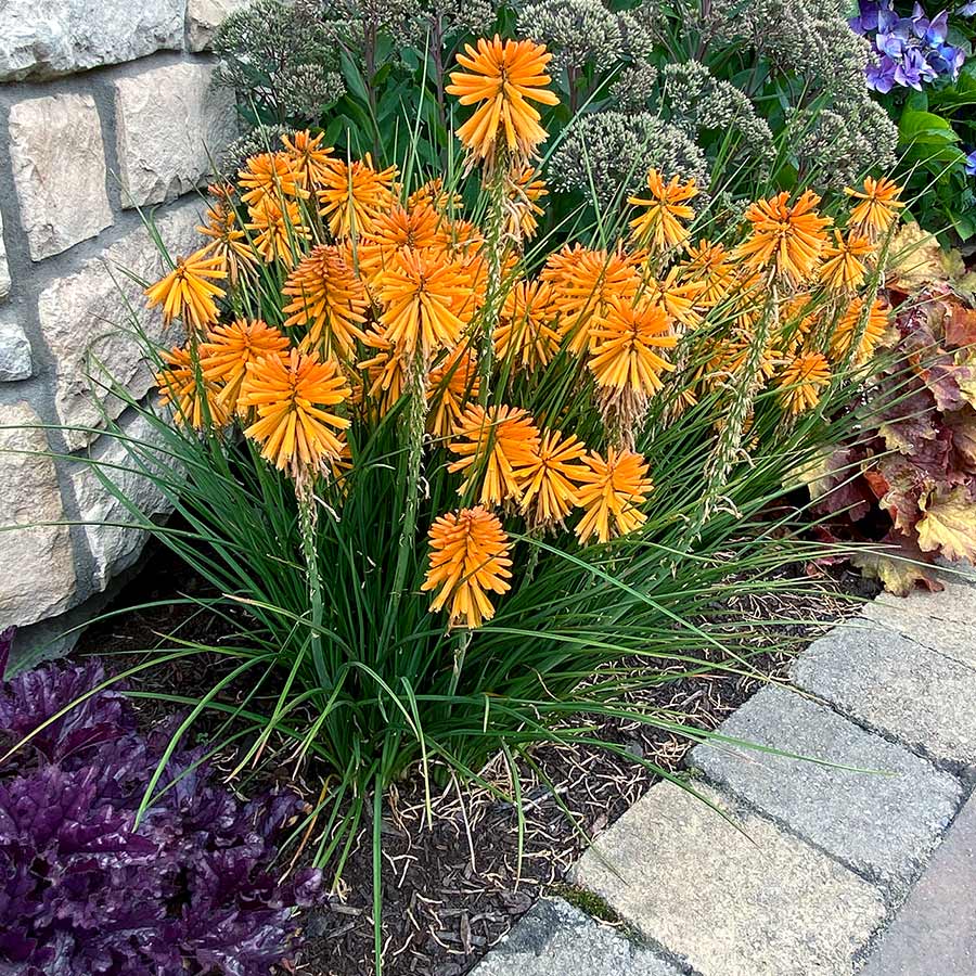 Kniphofia POCO™ 'Orange'