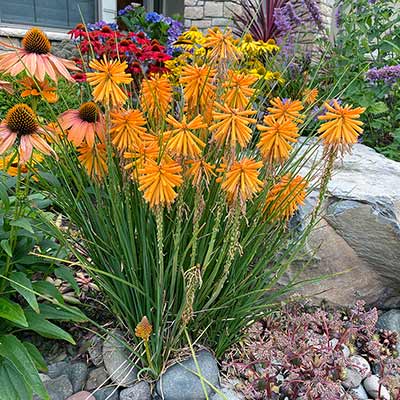 Kniphofia POCO™ 'Orange'