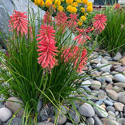 Kniphofia POCO™ 'Red'