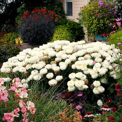 Leucanthemum 'Coconut'