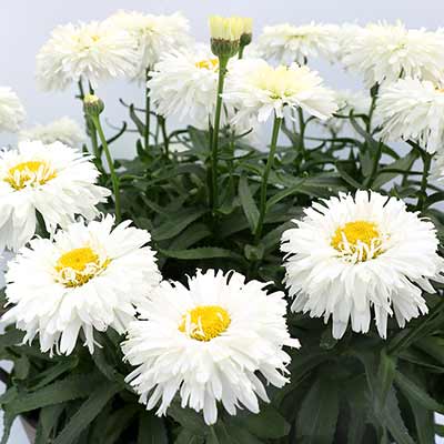 Leucanthemum 'Macaroon'