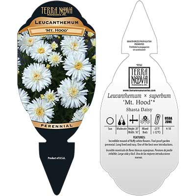 Leucanthemum 'Mt. Hood' - Tag