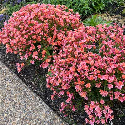 Lewisia CONSTANT™ 'Coral'