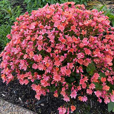 Lewisia CONSTANT™ 'Coral'