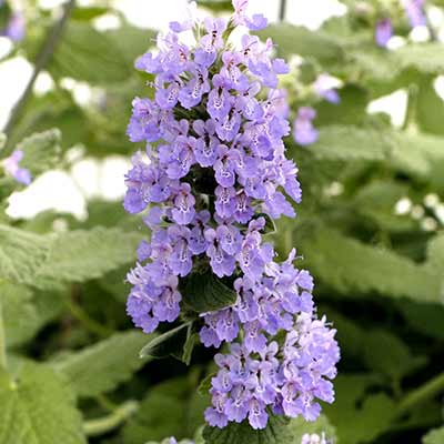 Nepeta 'Purple Haze'