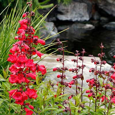 Penstemon CHA CHA™ 'Cherry'