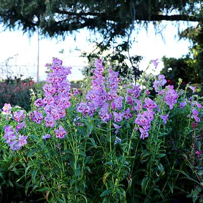 Penstemon CHA CHA™ 'Lavender'