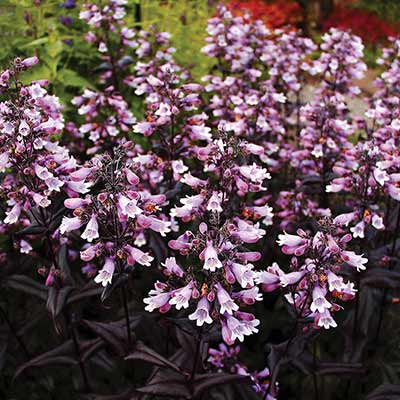 Penstemon DAKOTA™ 'Burgundy'