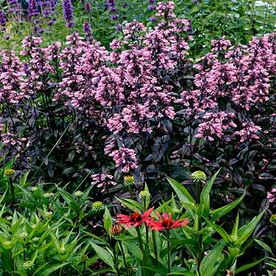 Penstemon DAKOTA™ 'Burgundy'