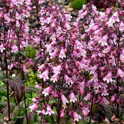 Penstemon DAKOTA™ 'Verde'