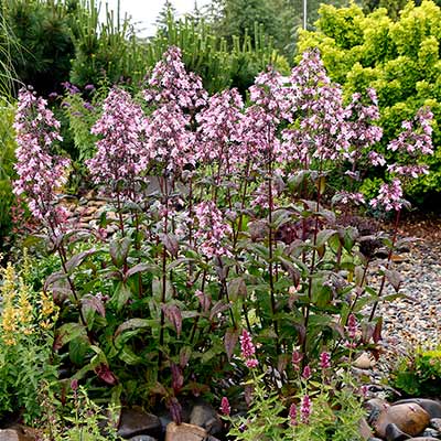 Penstemon DAKOTA™ 'Verde'