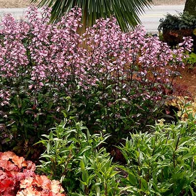 Penstemon DAKOTA™ 'Verde'