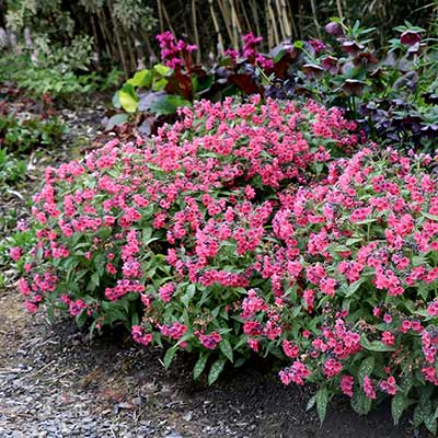 Pulmonaria 'Shrimps on the Barbie'