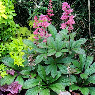 Rodgersia 'Bronze Peacock'