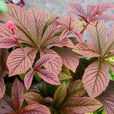 Rodgersia 'Bronze Peacock'