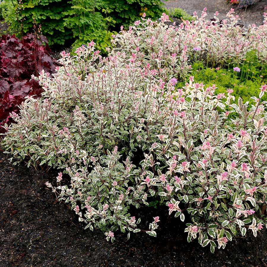 Salvia 'Silver Sabre'