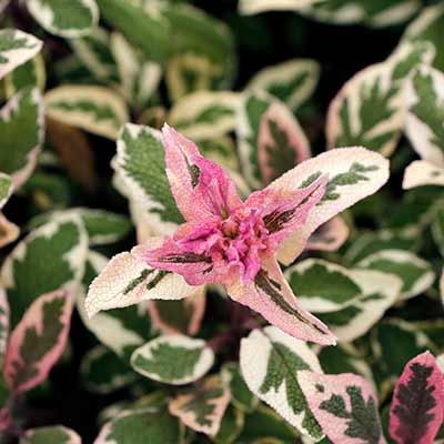 Salvia 'Silver Sabre'