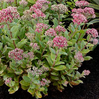 Sedum 'Class Act'