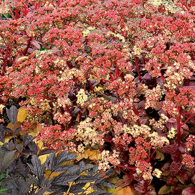 Sedum 'Peach Pearls'