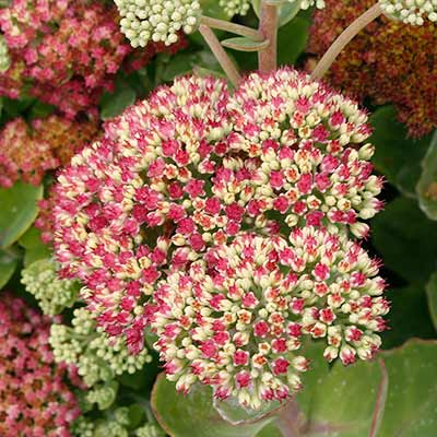 Sedum 'Pool Party'