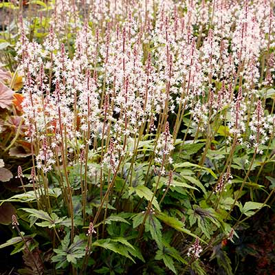 Tiarella 'Sugar and Spice'